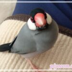 しんどい時に効く文鳥