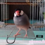 文鳥的まちがい探し