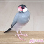 Thumbnail of new posts 028