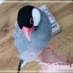 Thumbnail of related posts 023