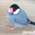 Thumbnail of new posts 035