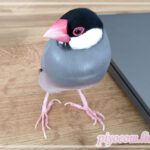Thumbnail of new posts 003