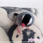 Thumbnail of new posts 172