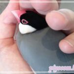Thumbnail of new posts 186