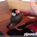 Thumbnail of new posts 129