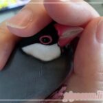 Thumbnail of new posts 152