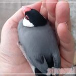 Thumbnail of new posts 173