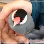 Thumbnail of new posts 041