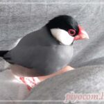 Thumbnail of new posts 197