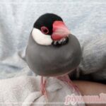 Thumbnail of new posts 001