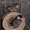 文鳥（ｻｸﾗ）と錦華鳥（ｵｳﾀ）ペアが産卵しました | 小鳥生活with オカメインコ・十姉妹