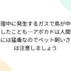 調理中に発生するガスで鳥が中毒死したことも…アボカドは人間以外には猛毒なのでペッ