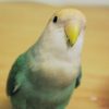 カルシウム欠乏症｜インコの病気