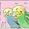 寿命と戦うご長寿インコ、２年間の話 ① : たまご絵日記 ～2児のかあちゃん奮闘記～ Po